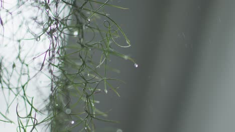 Imagen-Desenfocada-De-Gotas-De-Lluvia-Sobre-Hojas-De-Pino-En-Un-Día-Lluvioso-O-Nevado