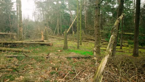 Broken-and-fallen-trees-scattered-across-a-winter-forest-landscape,-showcasing-nature's-raw-and-untamed-beauty