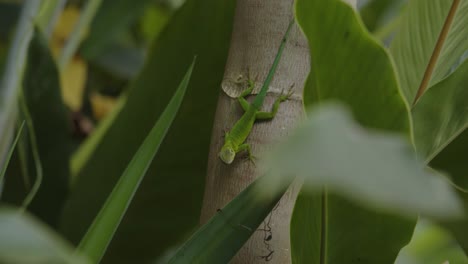 Close-up-rack-focus-of-Anolis-on-bush-trunk-looking-at-camera