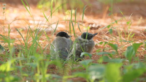 Close-up-of-Two-Azure-winged-Magpie-Baby-Birds-Grouped-Alerted-Looking-Around-Under-the-Pine-Tree-on-THe-Ground