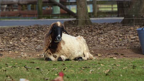 A-calm-sheep-lying-down-and-resting-on-the-grass-in-a-rural-outdoor-enclosure-with-a-wire-fence-and-trees-in-the-background