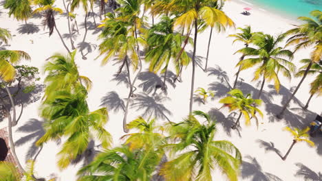 Tropical-Palm-Trees-On-White-Sandy-Shore-At-Cayo-Sombrero-In-Morrocoy-National-Park,-Venezuela