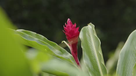 Close-up-rack-focus-of-tropical-red-ginger-flower,-Alpinia-purpurata