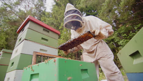 Frame-is-removed-and-inspected-for-the-queen,-bees-swarming,-slomo-beekeeping