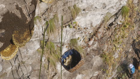 Drone-shot-of-Honey-hunter-in-Nepal-collects-honey-in-a-basket-from-honey-hives-on-a-dangerous-cliff-in-Lamjung,-surrounded-by-honey-and-the-wild-environment,-showing-traditional-harvesting