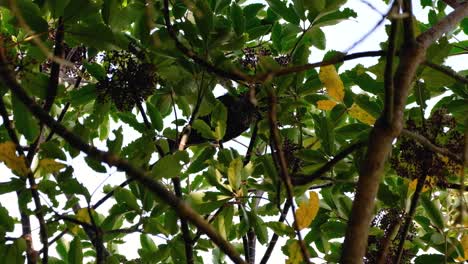 Native-New-Zealand-tui-bird-with-white-tuff-eating-berries-in-the-forest-trees-in-NZ-Aotearoa