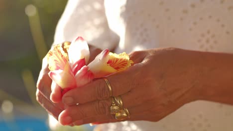 Woman-holding-Alpinia-Zerumbet-shell-ginger-flower-petals