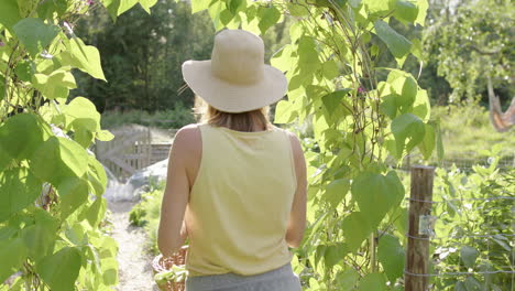 A-young-female-farmer-enters-her-vegetable-patch-to-continue-harvesting,-slo-mo