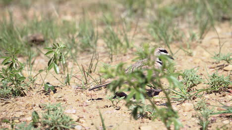 Prairie-Horned-Lark--foraging-on-the-prairie-ground