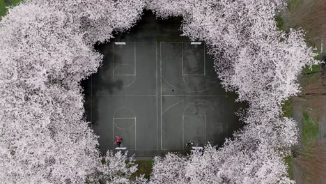 Wapato-Park,-Tacoma,-Washington,-USA---Youth-are-Playing-Basketball-on-a-Court-Bordered-by-Cherry-Trees---Aerial-Topdown-Shot