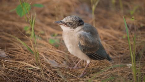 Cute-Fragile-Azure-winged-Magpie-Bird-Fledgling-Standing-on-Pine-Forest-Ground-in-Twilight-Stretching-and-Shake-Body-Looking-Around