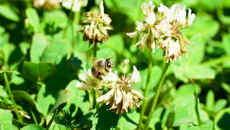 Abeja-Recolectando-Polen-En-Primer-Plano-Sobre-Una-Flor-En-Un-Día-Soleado