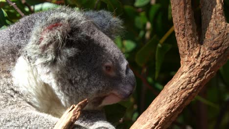 A-chubby-and-fluffy-koala-dazing-on-the-fork-of-the-tree,-close-up-shot