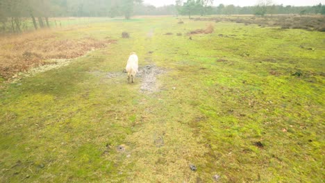 White-Golden-Retriever-dog-running-away-over-green-grass-and-moss-in-slow-motion,-showcasing-its-playful-nature-and-love-for-the-outdoors