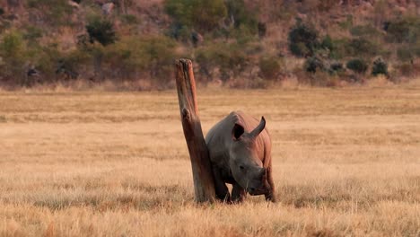 Baby-White-Rhino-playfully-interacting-with-a-tree-stump,-showcasing-its-curious-and-gentle-behaviour-in-nature