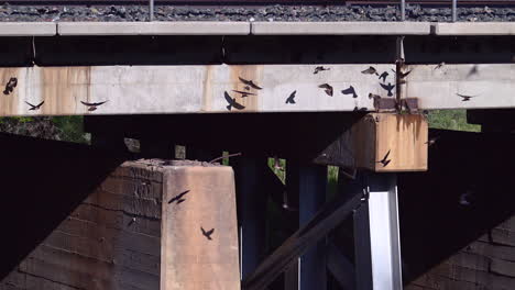 Cliff-Swallow-colony-nesting-under-a-bridge,-flying-around