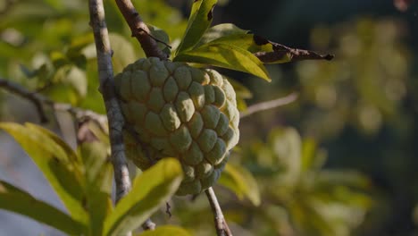 Handheld-circling-shot-of-a-sweetsop-on-tree,-Annona-squamosa