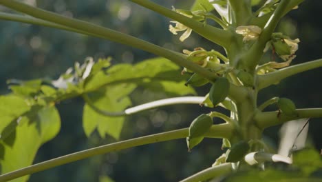 Nahaufnahme-Des-Papayabaums-Mit-Blüten-Und-Früchten