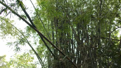 Close-up-tilt-up-shot-of-bamboo-tree-in-nature