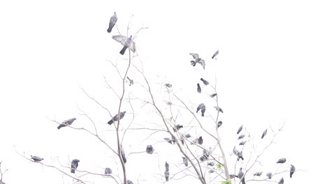 Taube-Fliegt-Und-Sitzt-Auf-Einem-Baum