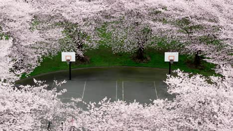 Wapato-Park,-Tacoma,-Washington,-USA---Young-People-Are-Using-a-Court-Enclosed-by-Cherry-Trees-to-Play-Basketball---Aerial-Drone-Shot