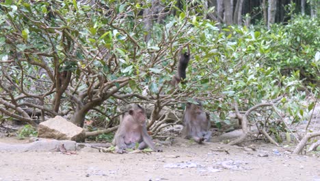 Family-of-monkeys,-safe-and-free,-together-in-their-wilderness-canopy