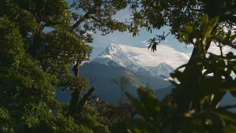 Snowcapped-Mountains-and-Trees-in-Nepal-with-Green-Forest-of-Trees-and-Snowy-Snowcapped-Mountain-Scenery-in-the-Annapurna-Mountains,-Amazing-Views-of-Trekking-and-Hiking-in-Nepal