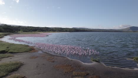 Toma-Panorámica-En-ángulo-Bajo-De-Pájaros-Y-Flamencos-En-Las-Orillas-De-Un-Lago-En-El-Valle-Del-Rift,-Kenia