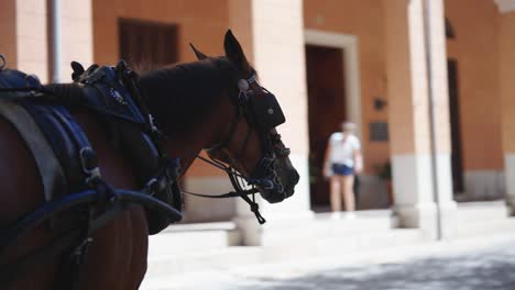 Brown-horse-with-eye-blinkers-walk-on-old-town-street-of-Mallorca,-Spain