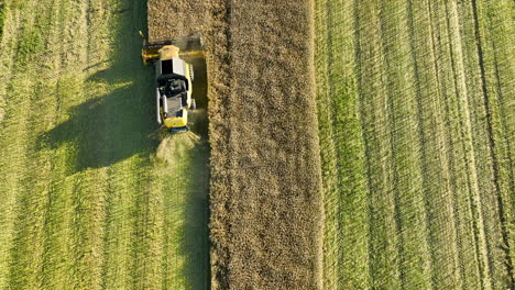 Top-down-Drone-view-of-a-combine-harvester-precisely-cutting-through-a-field,-showing-a-stark-contrast-between-harvested-and-unharvested-crop-areas