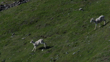 Ovejas-De-Dall-Explorando-La-Montaña-Sheep-En-El-Parque-Nacional-Kluane,-Yukón,-Canadá---Toma-Panorámica