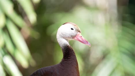 Slow-motion-handheld-footage-captures-duck's-expressive-eye-movements