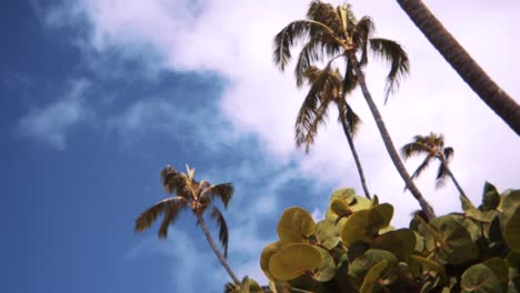 Low-angle-looking-up-at-palm-trees-and-sky-out-of-focus-behind-coastal-shrub-bush