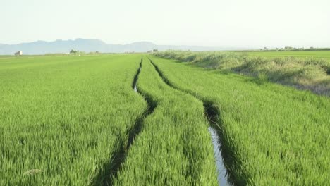 Spuren-Von-Autorädern-In-Einem-Reisfeld-In-Der-Valencianischen-Albufera