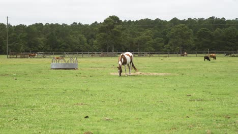 Pinto-paint-horse-grazing-and-eating-grass-in-a-ranch-field-with-cows