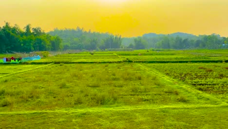 Train-view-of-the-rural-countryside-in-Bangladesh-at-sunset,-showcasing-lush-green-farmlands-and-a-tranquil-atmosphere