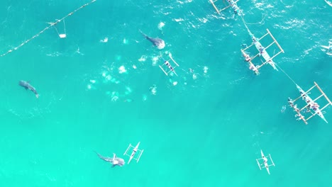 Feeding-Whale-Shark-for-Snorkeling-Tour-Boats-Packed-with-Tourists,-Drone-Overhead