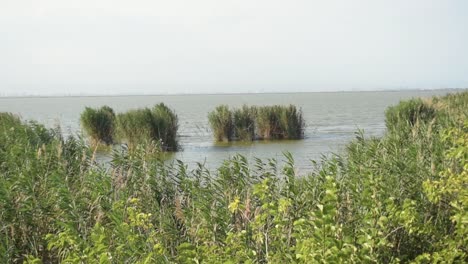 Landschaft-Der-Valencianischen-Albufera-Mit-Vegetation-Und-Dem-Wasser-Einer-Ruhigen-Lagune