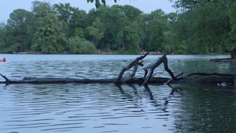 Ein-Reiher,-Der-In-Der-Abenddämmerung-Auf-Einem-Baumstamm-In-Einem-See-In-Einem-Park-Entlang-Läuft