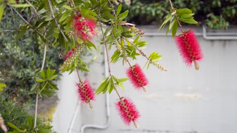 Plano-Medio-De-Hermosas-Flores-De-Callistemon-Rojas-Que-Se-Balancean-Con-El-Viento,-Con-Fondo-De-Pared-Blanca-4k