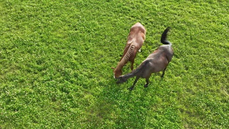 Close-aerial-view-of-two-horses,-one-with-a-rich-chestnut-coat-and-another-with-a-deep-black-coat,-feeding-in-bright-sunlight-on-fresh-green-grass