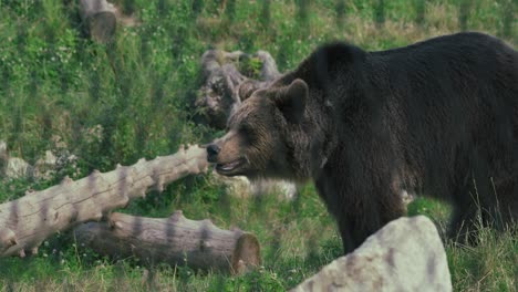 Grizzly-bear-inside-fenced-enclosure,-side-profile,-zoo-environment