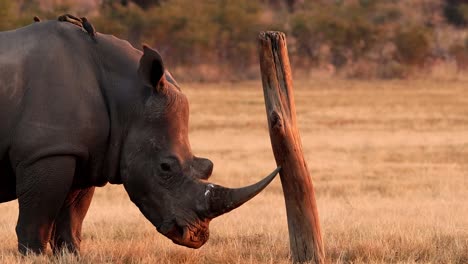 Rhino-interacts-with-Oxpecker-birds-in-a-symbiotic-relationship,-while-rubbing-it's-horn-on-an-old-rubbing-post,-captured-at-sunset-in-South-Africa