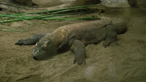 Komodo-dragon-lying-on-sandy-ground-in-its-enclosure