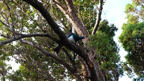 Close-up-of-native-kereru-New-Zealand-pigeon-bird-displaying-beautiful-colors-and-white-chest-in-NZ-Aotearoa