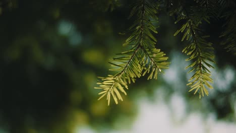 Green-fir-tree-branches-in-the-sunlight,-close-up-shot,-blurred-background-slow-motion