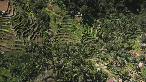 Tropical-valley-location,-famous-Indonesian-vacation-destination,-aerial