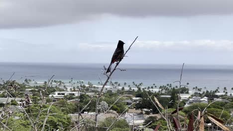 A-bird-sits-atop-a-branch,-enjoying-a-breathtaking-view-of-the-Hawaiian-coastline