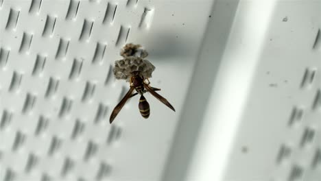 Wasp-quickly-moves-across-and-sticks-head-into-hexagonal-paper-pulp-cell-as-it-builds-nest