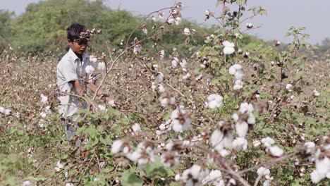 Un-Plano-Medio-Manual-De-Un-Niño-Cultivando-Una-Tierra-De-Algodón-En-Un-Día-Soleado.